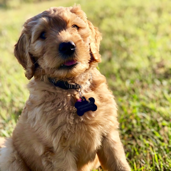 Meet your Posher, Janaiya - Picture 1 of 1